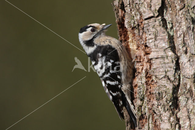 Kleine Bonte Specht (Dendrocopos minor)