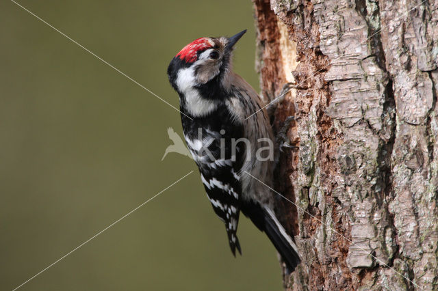 Kleine Bonte Specht (Dendrocopos minor)