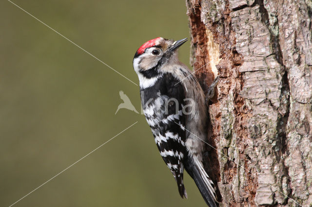 Lesser Spotted Woodpecker (Dendrocopos minor)