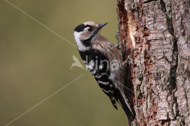 Kleine Bonte Specht (Dendrocopos minor)