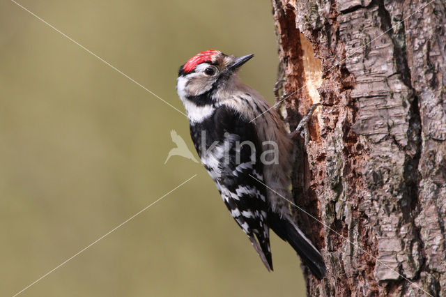 Lesser Spotted Woodpecker (Dendrocopos minor)