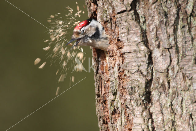 Kleine Bonte Specht (Dendrocopos minor)