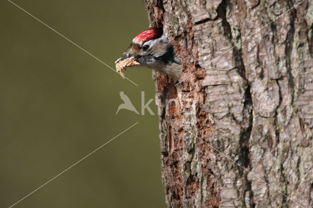 Lesser Spotted Woodpecker (Dendrocopos minor)