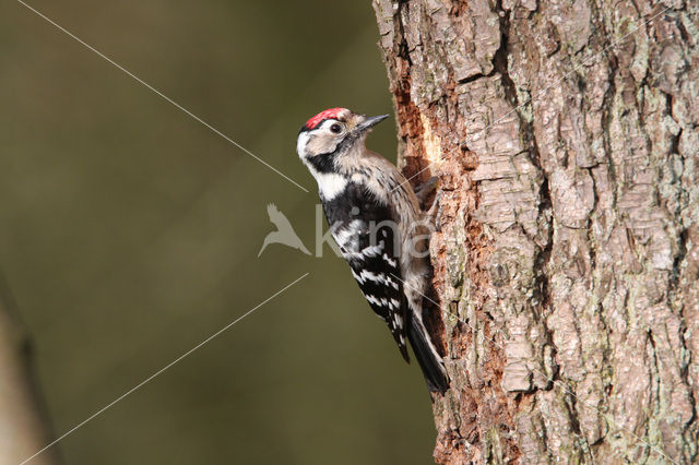 Kleine Bonte Specht (Dendrocopos minor)