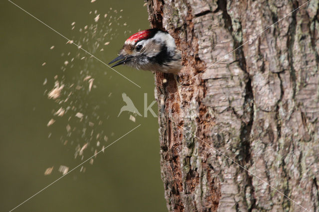 Kleine Bonte Specht (Dendrocopos minor)