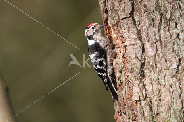 Kleine Bonte Specht (Dendrocopos minor)