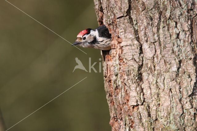 Lesser Spotted Woodpecker (Dendrocopos minor)