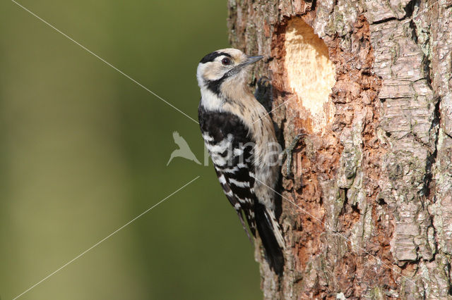 Lesser Spotted Woodpecker (Dendrocopos minor)