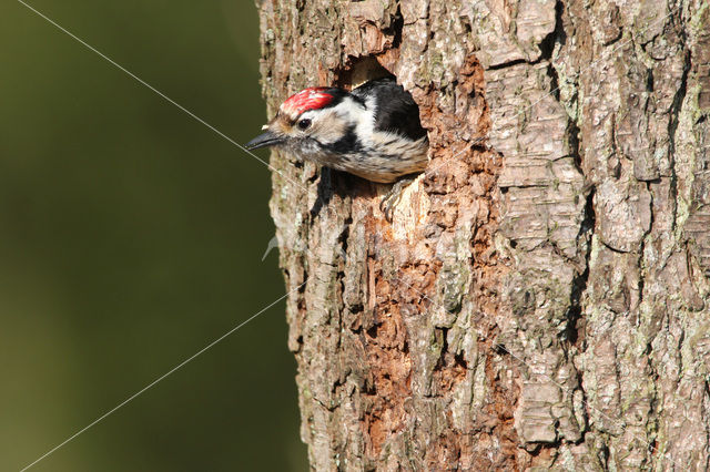 Kleine Bonte Specht (Dendrocopos minor)