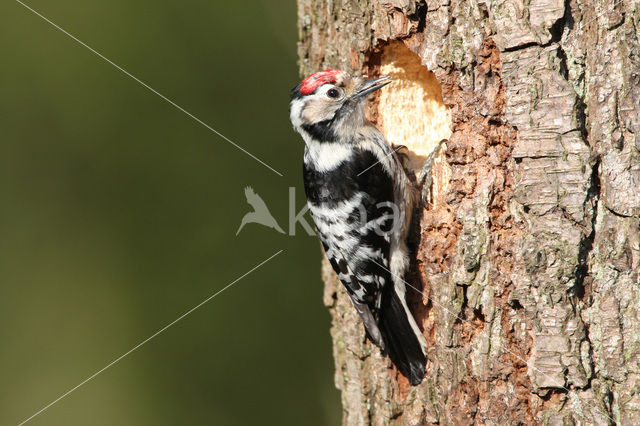 Kleine Bonte Specht (Dendrocopos minor)