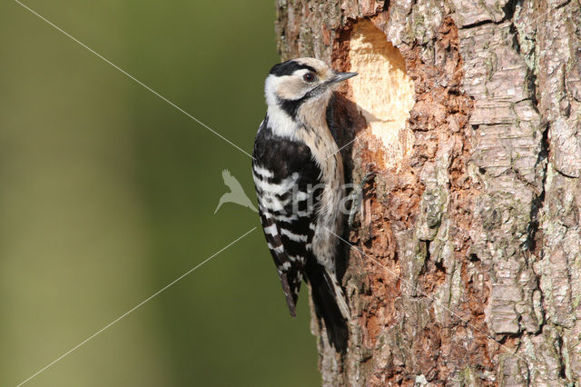 Lesser Spotted Woodpecker (Dendrocopos minor)