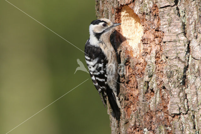 Kleine Bonte Specht (Dendrocopos minor)