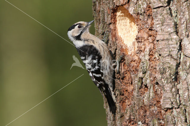 Kleine Bonte Specht (Dendrocopos minor)