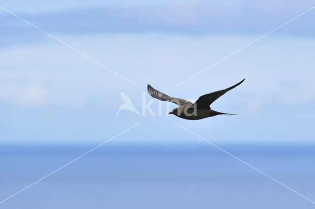 Parasitic Jaeger (Stercorarius parasiticus)