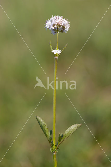 Marsh Valerian (Valeriana dioica)