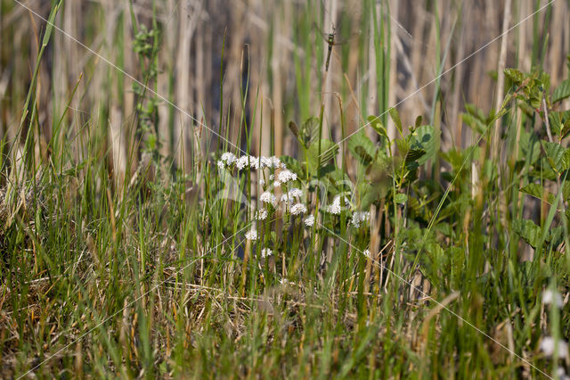 Marsh Valerian (Valeriana dioica)