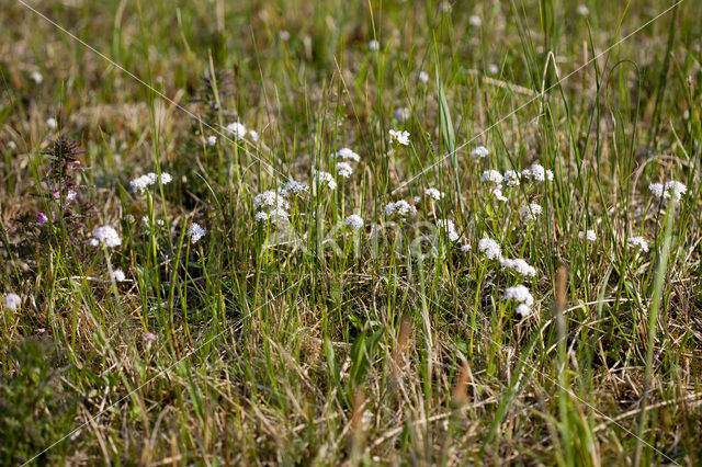 Marsh Valerian (Valeriana dioica)