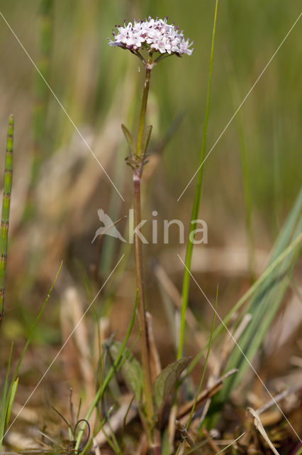 Marsh Valerian (Valeriana dioica)