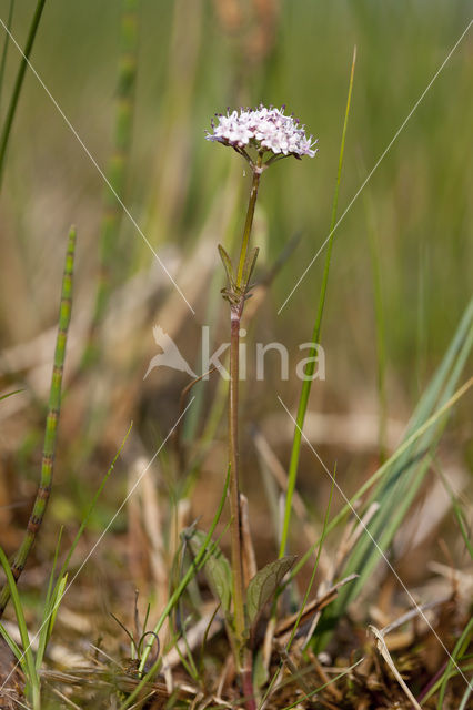Marsh Valerian (Valeriana dioica)