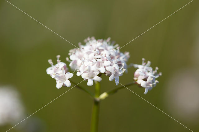 Marsh Valerian (Valeriana dioica)