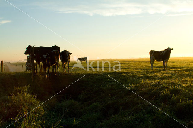 Cow (Bos domesticus)