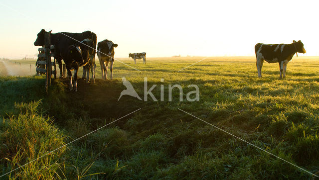 Cow (Bos domesticus)