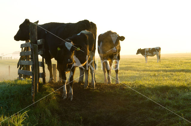 Cow (Bos domesticus)