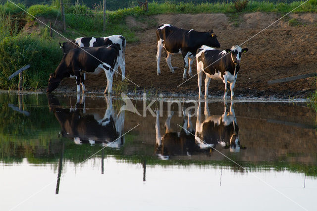 Cow (Bos domesticus)