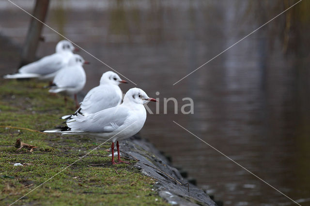 Black-headed Gull (Larus ridibundus)