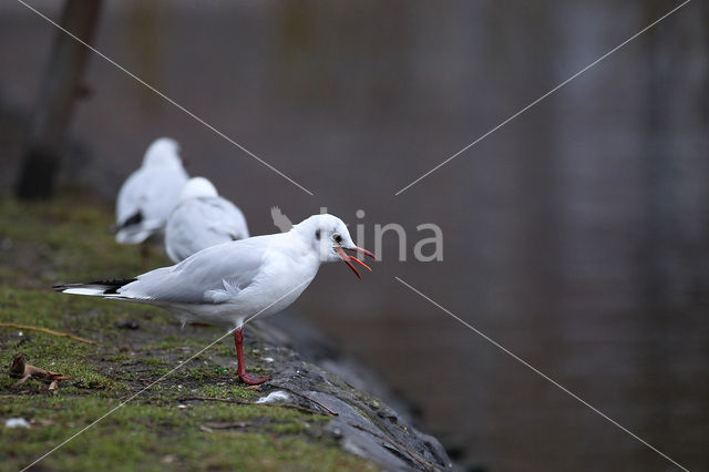 Black-headed Gull (Larus ridibundus)