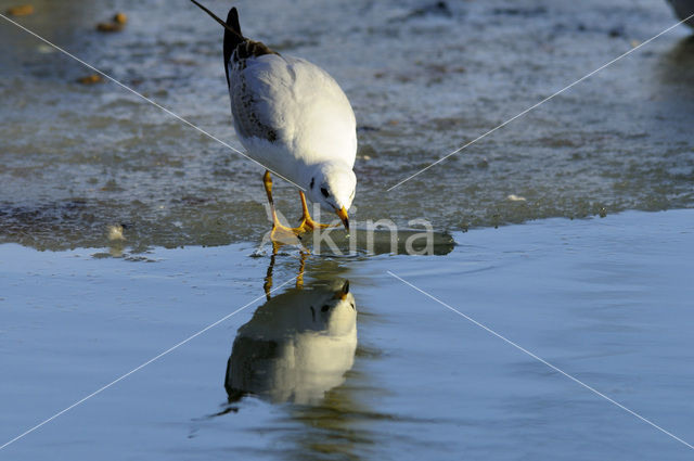 Black-headed Gull (Larus ridibundus)