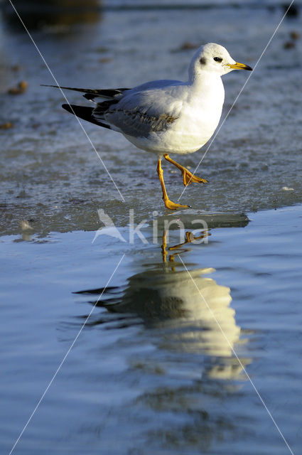 Black-headed Gull (Larus ridibundus)