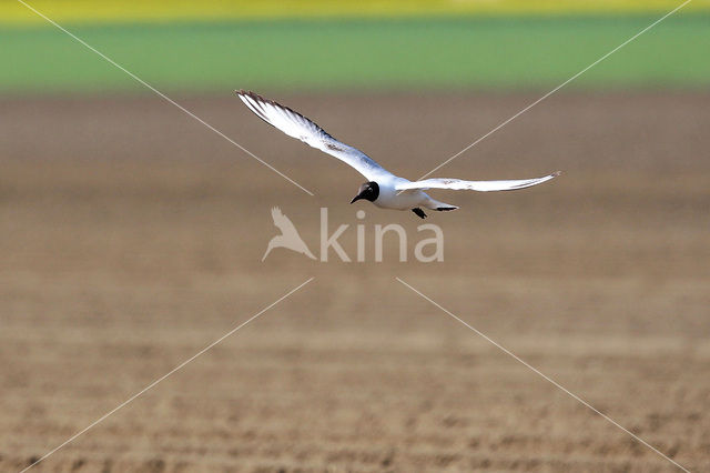 Black-headed Gull (Larus ridibundus)