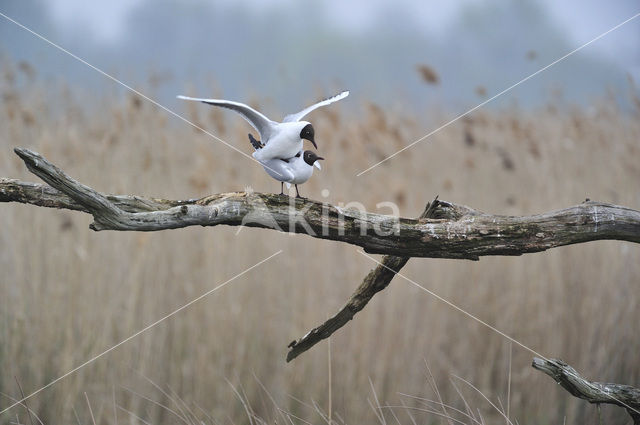 Black-headed Gull (Larus ridibundus)