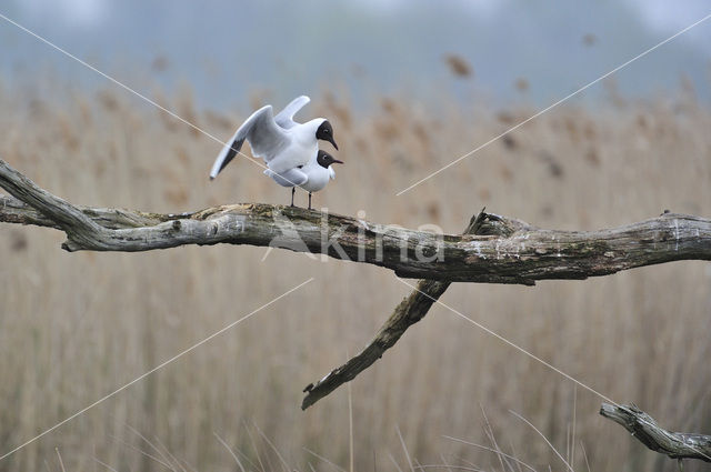 Black-headed Gull (Larus ridibundus)