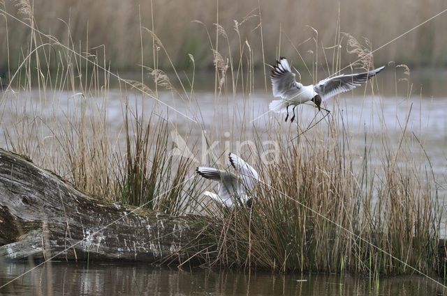 Black-headed Gull (Larus ridibundus)