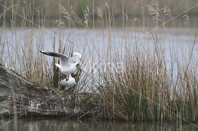 Black-headed Gull (Larus ridibundus)