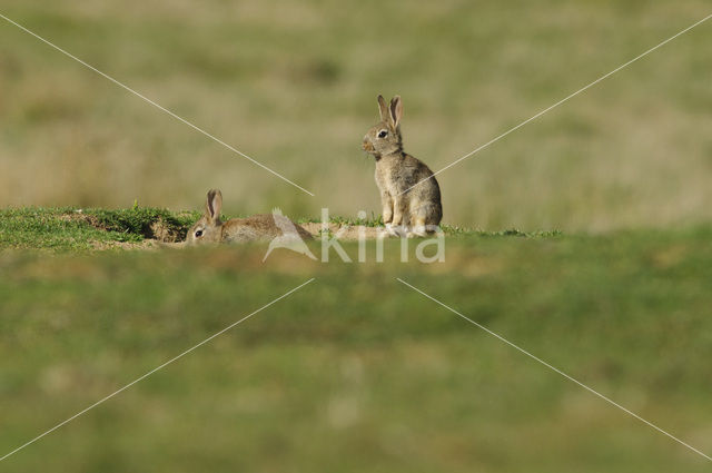 Konijn (Oryctolagus cuniculus)