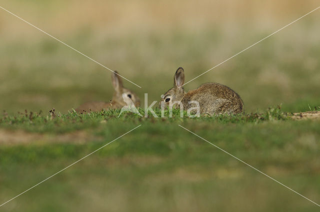 Rabbit (Oryctolagus cuniculus)