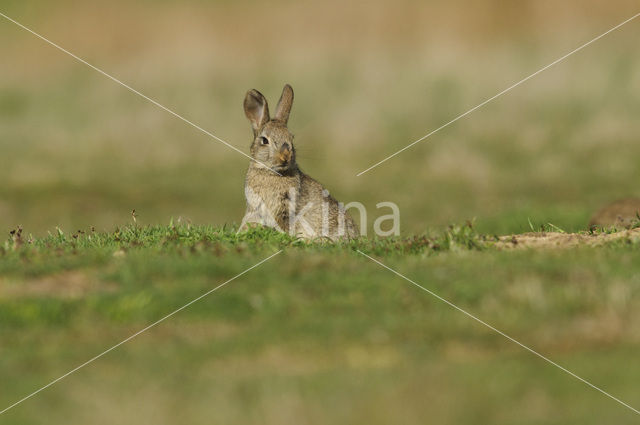 Konijn (Oryctolagus cuniculus)