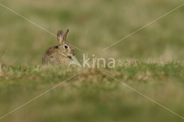 Rabbit (Oryctolagus cuniculus)