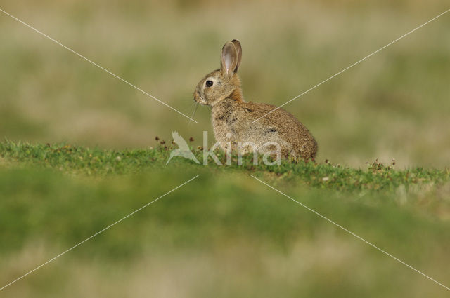 Konijn (Oryctolagus cuniculus)