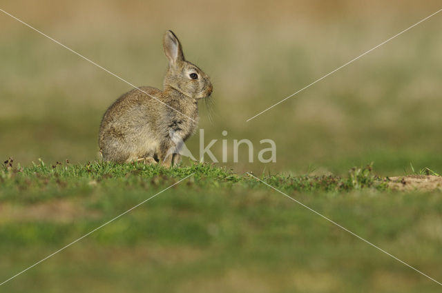 Rabbit (Oryctolagus cuniculus)