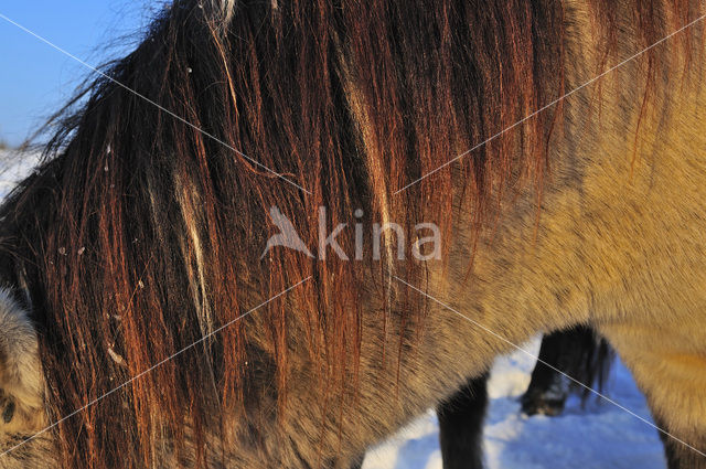 Konik horse (Equus spp)