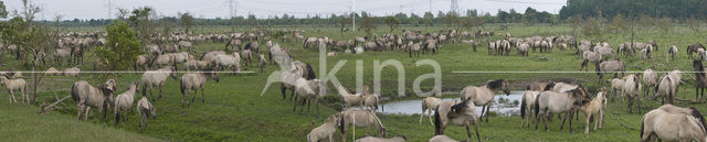 Konik horse (Equus spp)