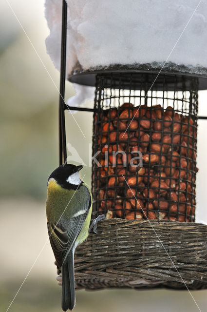 Great Tit (Parus major)