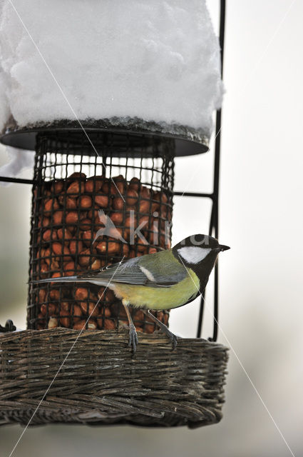 Great Tit (Parus major)