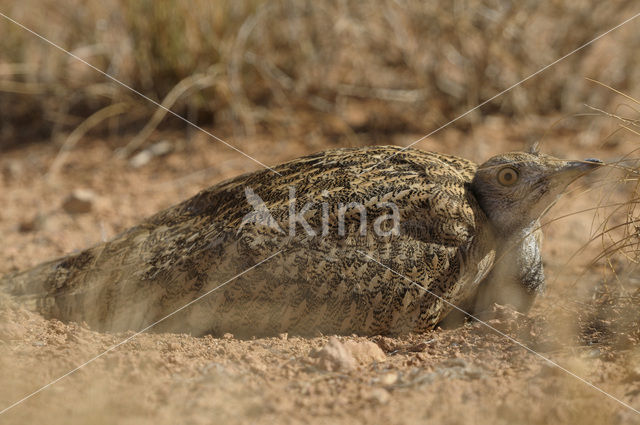 Kraagtrap (Chlamydotis undulata)