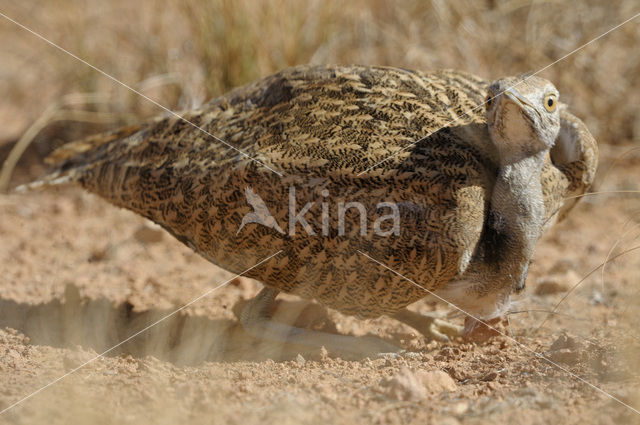 Houbara Bustard (Chlamydotis undulata)