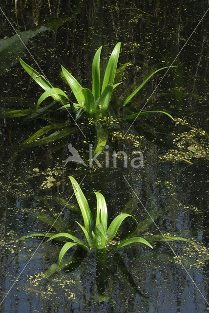 Watersoldier (Stratiotes aloides)